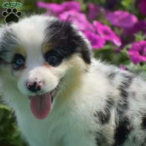 Jacob, Pembroke Welsh Corgi Puppy