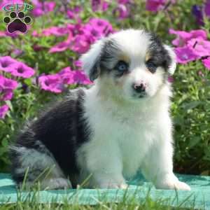 Jacob, Pembroke Welsh Corgi Puppy