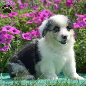 Jacob, Pembroke Welsh Corgi Puppy