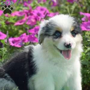 Jacob, Pembroke Welsh Corgi Puppy