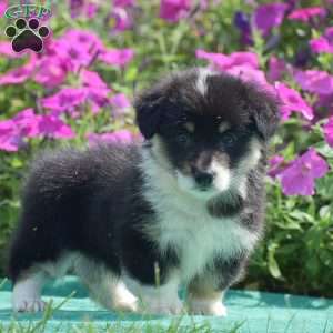 Jacey, Pembroke Welsh Corgi Puppy