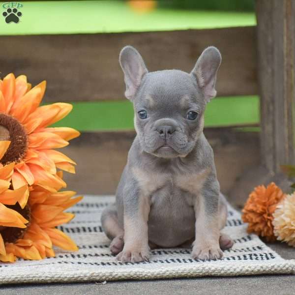 Pearl, French Bulldog Puppy