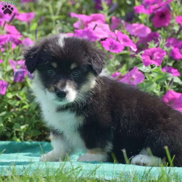 Jacey, Pembroke Welsh Corgi Puppy