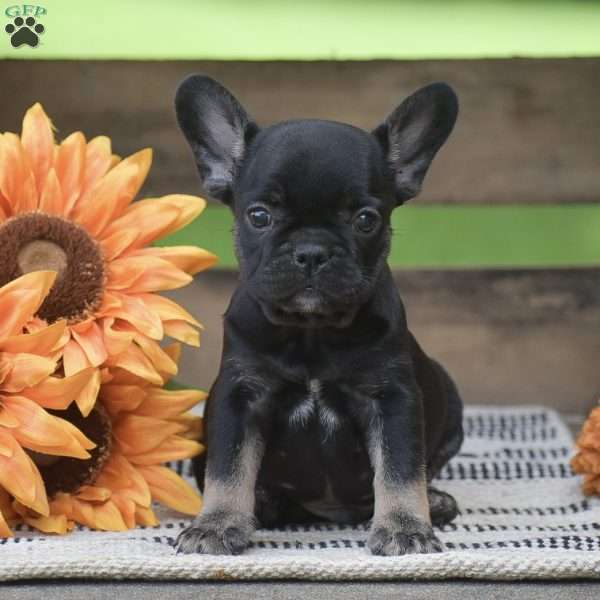 Percy, French Bulldog Puppy