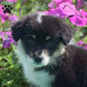 Jacey, Pembroke Welsh Corgi Puppy