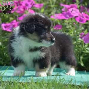 Jacey, Pembroke Welsh Corgi Puppy
