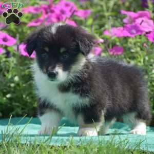 Jacey, Pembroke Welsh Corgi Puppy