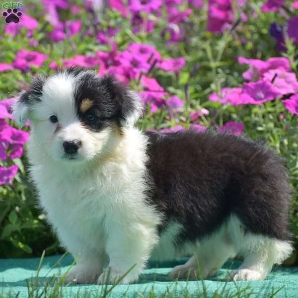 Jagger, Pembroke Welsh Corgi Puppy