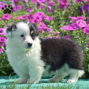Jagger, Pembroke Welsh Corgi Puppy