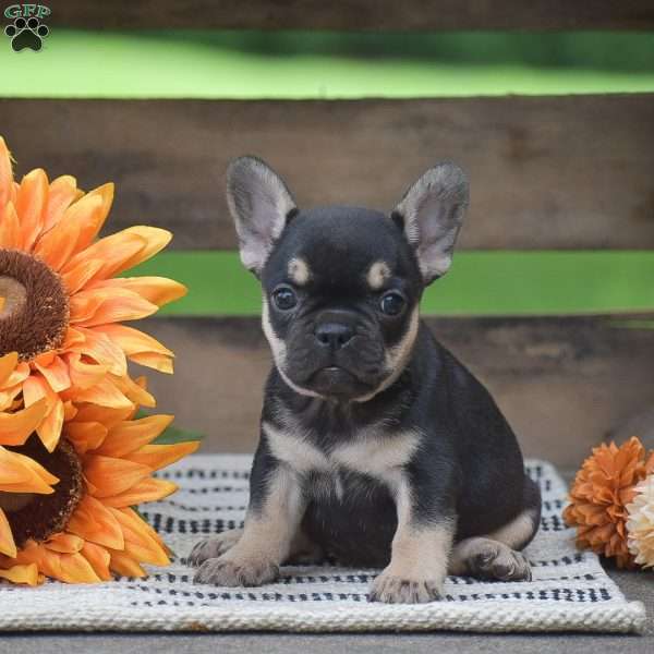 Peggy, French Bulldog Puppy