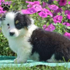 Jagger, Pembroke Welsh Corgi Puppy