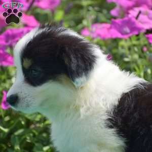 Jagger, Pembroke Welsh Corgi Puppy