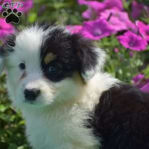 Jagger, Pembroke Welsh Corgi Puppy