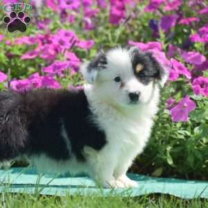 Jagger, Pembroke Welsh Corgi Puppy
