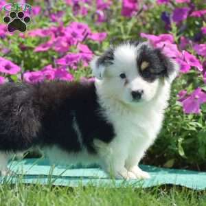 Jagger, Pembroke Welsh Corgi Puppy