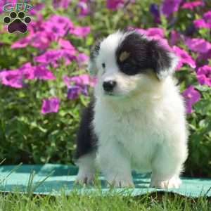 Jagger, Pembroke Welsh Corgi Puppy
