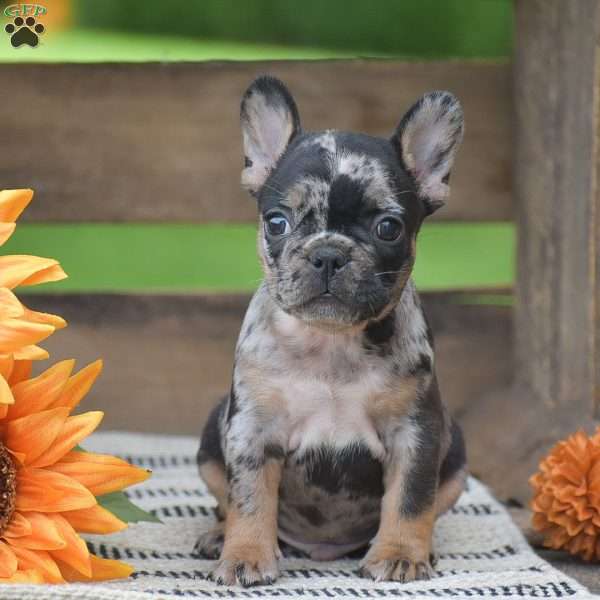 Pebbles, French Bulldog Puppy