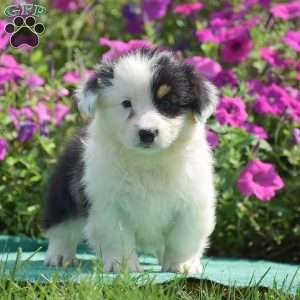 Jagger, Pembroke Welsh Corgi Puppy