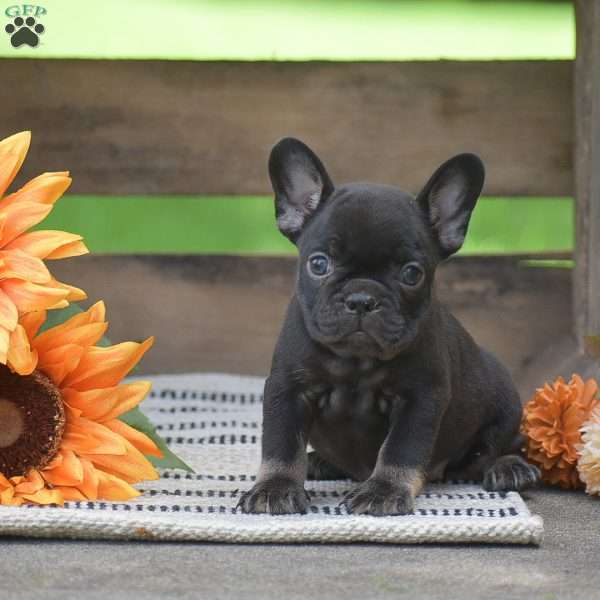 Polly, French Bulldog Puppy