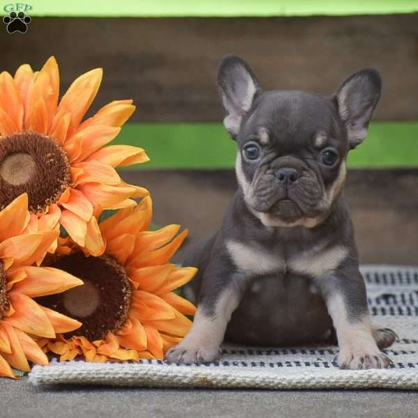 Penny, French Bulldog Puppy
