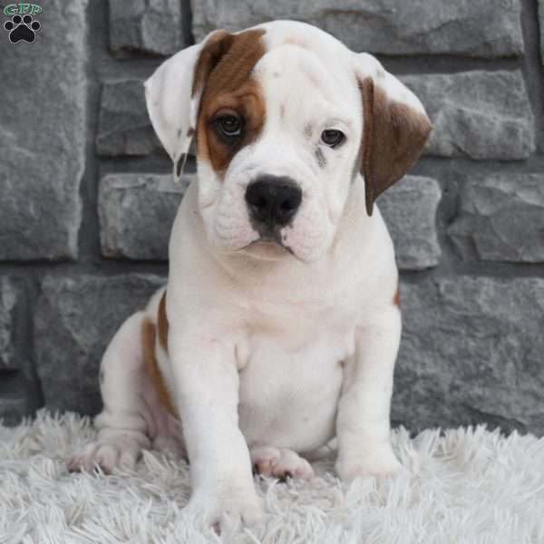 Murphy, Beabull Puppy