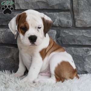 Murphy, Beabull Puppy
