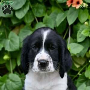 Scout, English Springer Spaniel Puppy