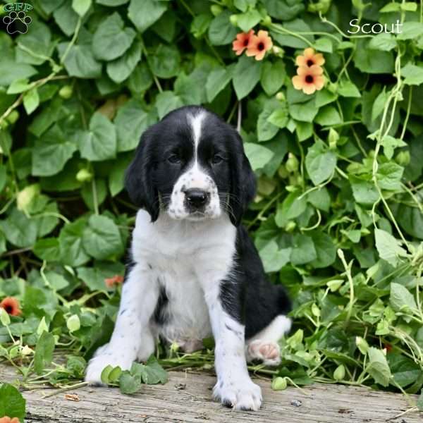 Scout, English Springer Spaniel Puppy