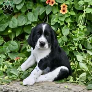Scout, English Springer Spaniel Puppy