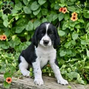 Scout, English Springer Spaniel Puppy