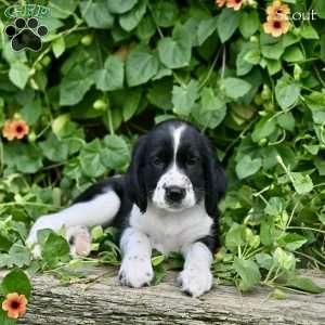 Scout, English Springer Spaniel Puppy