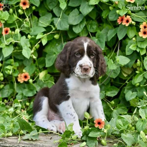 Simba, English Springer Spaniel Puppy