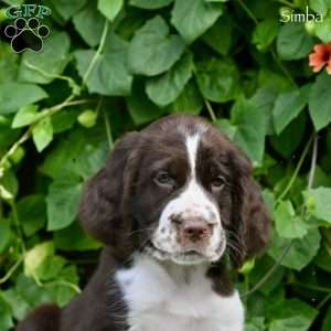 Simba, English Springer Spaniel Puppy