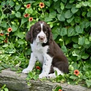 Simba, English Springer Spaniel Puppy