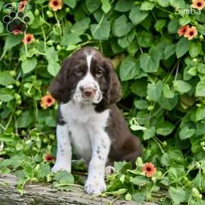 Simba, English Springer Spaniel Puppy