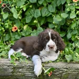 Simba, English Springer Spaniel Puppy
