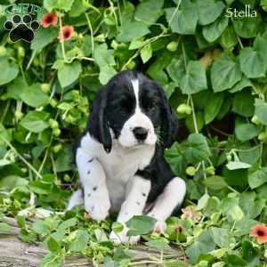 Stella, English Springer Spaniel Puppy