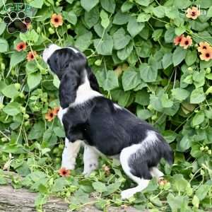 Stella, English Springer Spaniel Puppy
