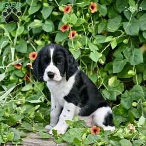 Stella, English Springer Spaniel Puppy
