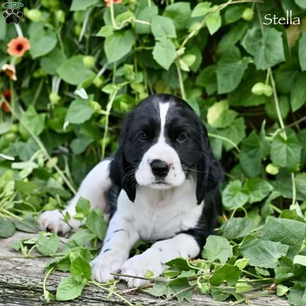 Stella, English Springer Spaniel Puppy