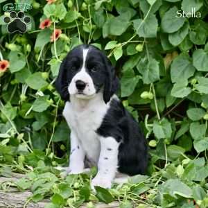 Stella, English Springer Spaniel Puppy