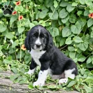Samson, English Springer Spaniel Puppy
