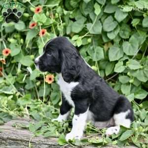 Samson, English Springer Spaniel Puppy