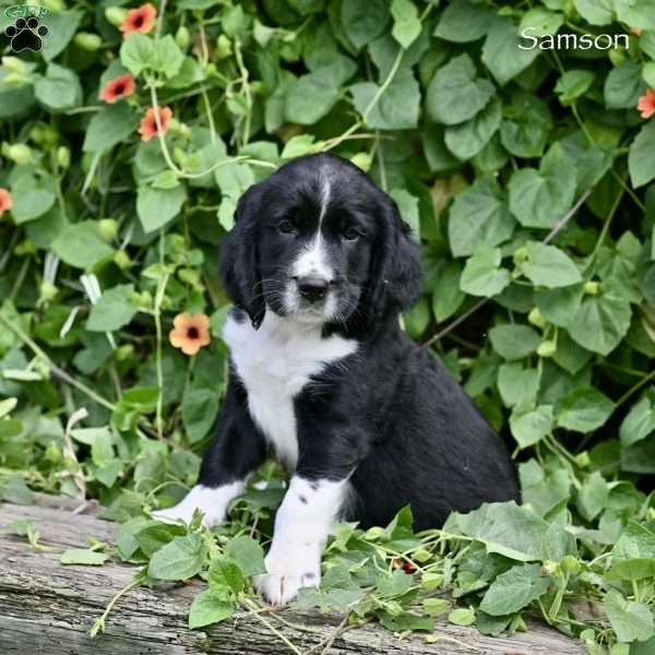 Samson, English Springer Spaniel Puppy