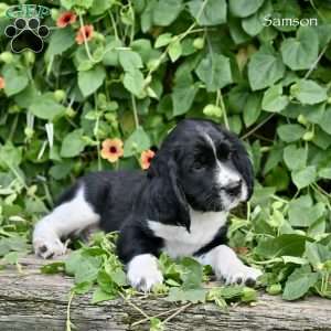 Samson, English Springer Spaniel Puppy