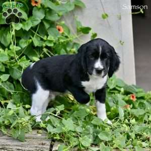 Samson, English Springer Spaniel Puppy