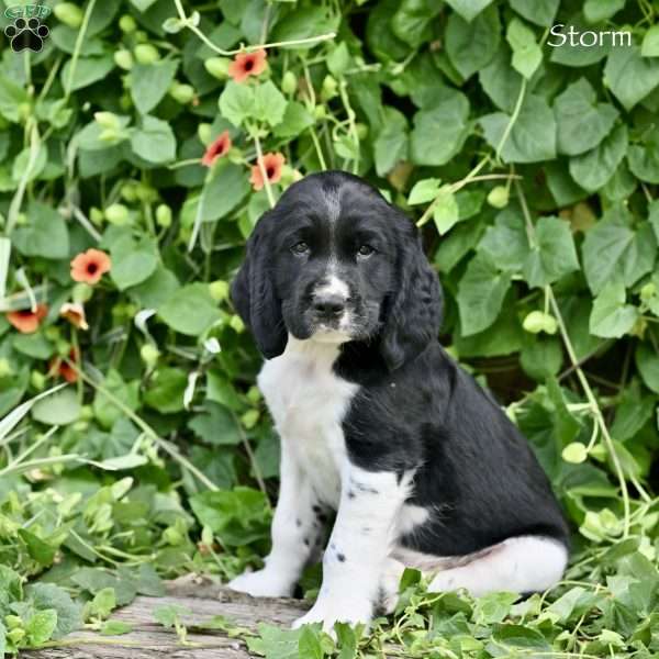 Storm, English Springer Spaniel Puppy