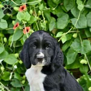 Storm, English Springer Spaniel Puppy