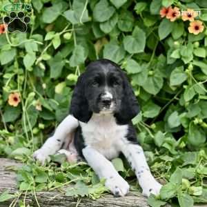 Storm, English Springer Spaniel Puppy