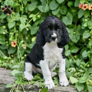 Storm, English Springer Spaniel Puppy